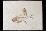 Bargain Diplomystus & Knightia Fossil Fish Plate - Wyoming #89184-1